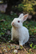2-Storey Wooden Rabbit Hutch