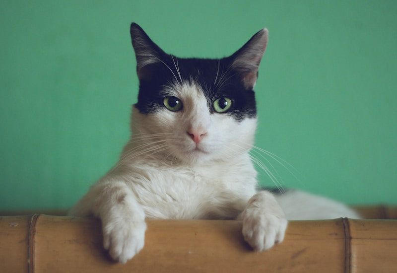 All Cat Products