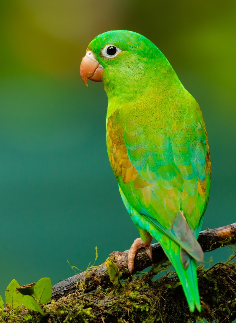 Birds
