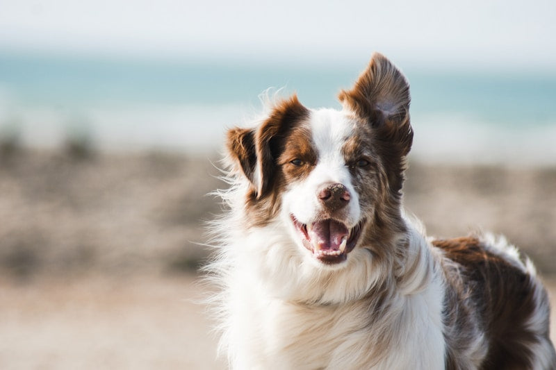 All Dog Products