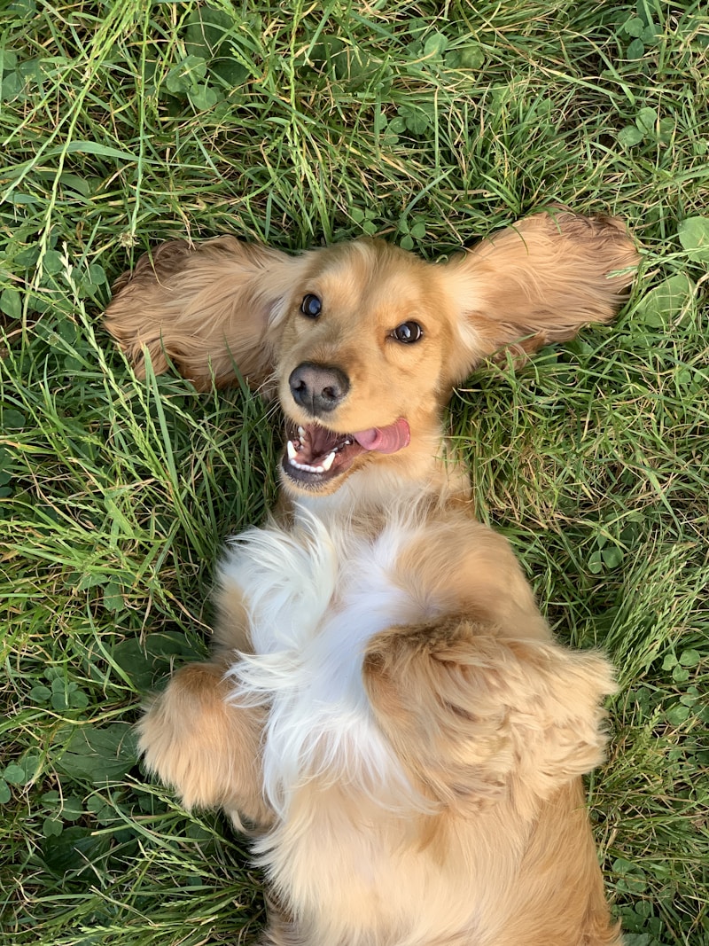 Dog Accessories