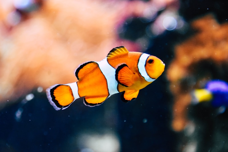 Complete Aquarium Starter Kit 60L
