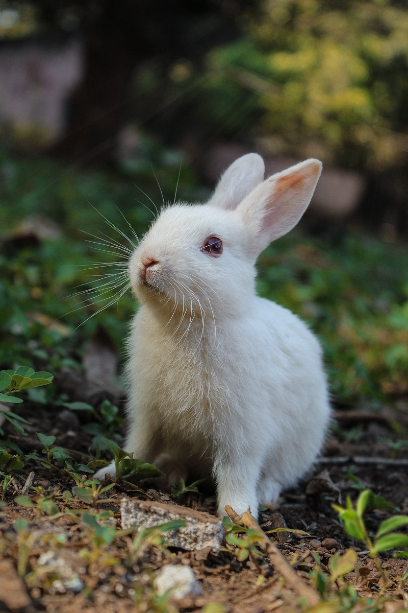 2-Storey Wooden Rabbit Hutch