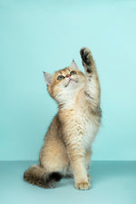 Interactive Feather Wand Cat Toy